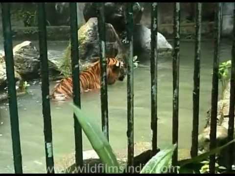 Poor caged tiger in Malaysian zoo
