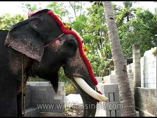 Elephant chewing palm stalks, Kochi!