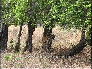 Tiger dragging his kill in Kanha Park!