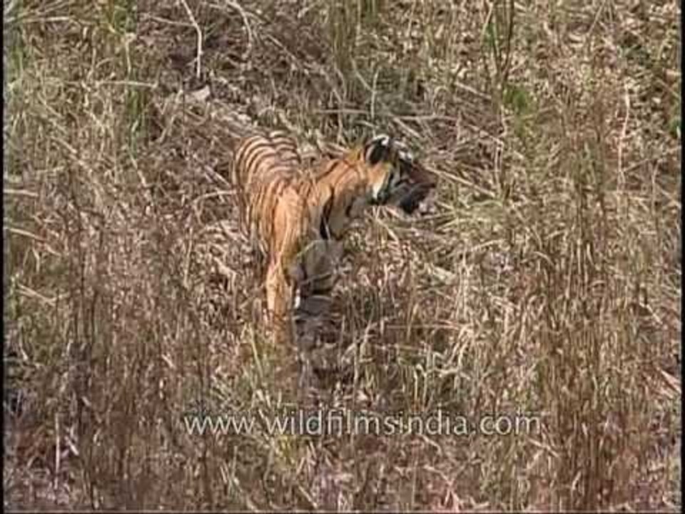 Tiger pulling along a dead deer with difficulty!