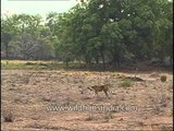 Tiger strolling through the jungles of Kanha Park