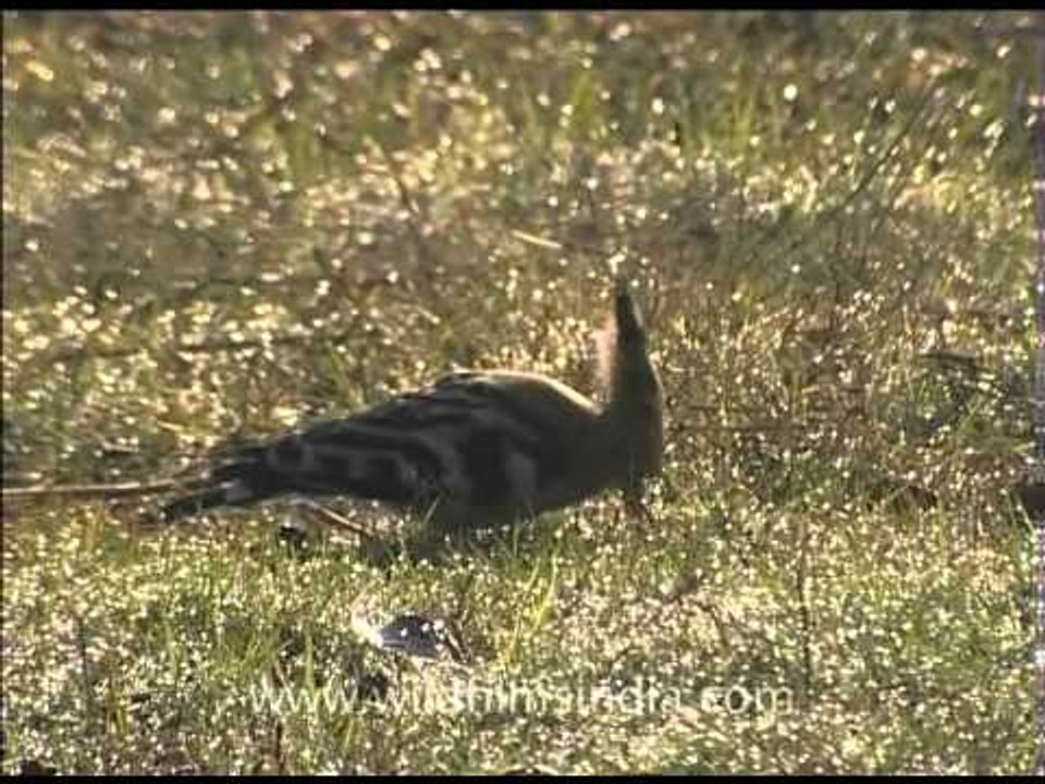Hoopoe (Upupa epops)