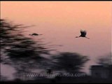Flight of the Sarus crane