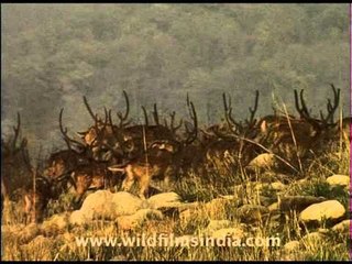 Deer trail in Corbett National Park!!