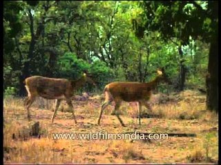 Almost extinct - Barasingha or swamp deer in Kanha Park!