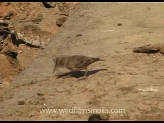 Crested Bunting hunting for insects