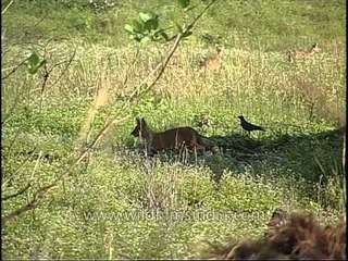 Wild dogs chasing food stealer crows