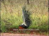 Peacock spreading his feathers wide, Kanha
