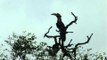 A pair of Pied Hornbills sitting on a dead tree top and calling away