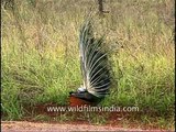 Indian peafowl flaunting his feathers in Kanha National park