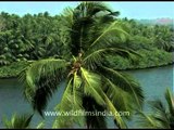 Coconut trees on the bank of river Nileshwaram
