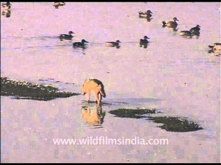Jackal walking through hundreds of Waterfowl