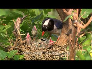 Inside secrets of bird nesting revealed!