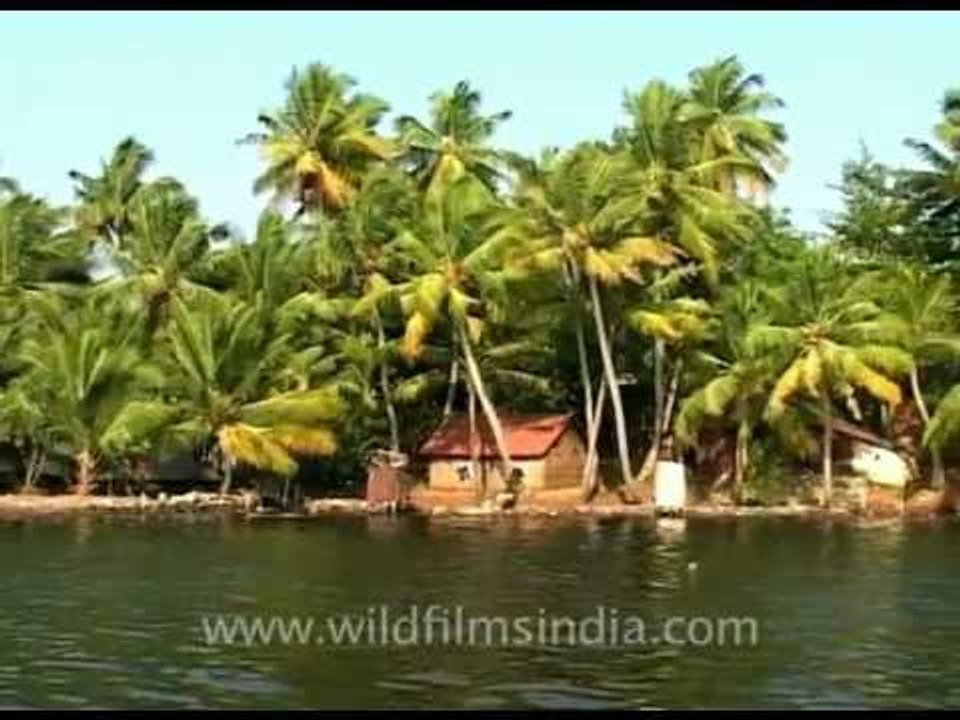 The tree of life for Keralites - Coconuts