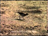 Birds of Corbett National Park: Pratincoles, Marsh Harrier and more!