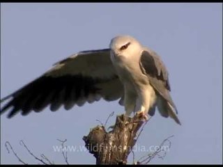 Black shouldered Kite (Elanus axillaris)