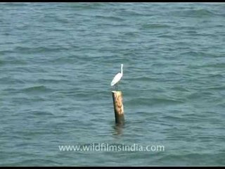 Backwater birds, Kerala
