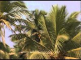 Coconut trees swaying along the coast in Goa