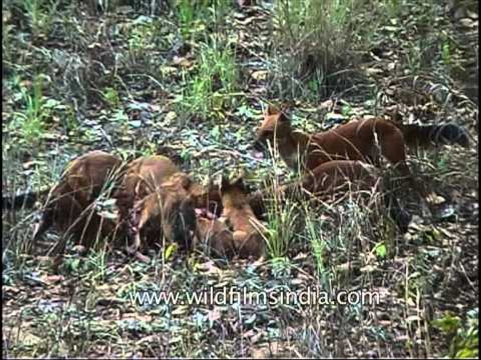 Pack of wild dogs eating dead animal in Kanha!