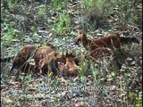 Pack of wild dogs eating dead animal in Kanha!