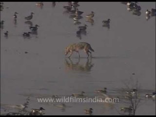 Jackal visits the Waterfowl territory!