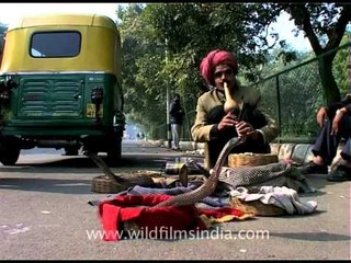 Snake charmer performance in Delhi