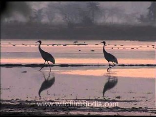 Sarus Crane couple together on a mellow evening in the wetland!
