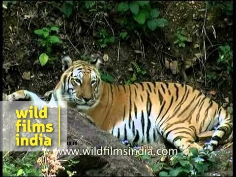 Panna tiger lying peacefully - before he got killed by poachers