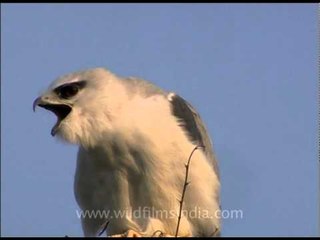 Black-shouldered Kite (Elanus caerulus)