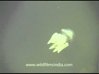 Magnificent jellyfish in the backwaters of Kerala!