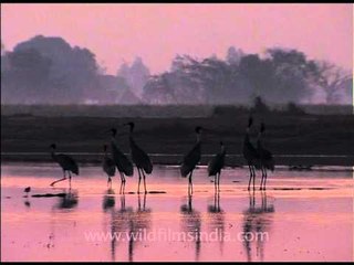 Flock of Sarus Cranes
