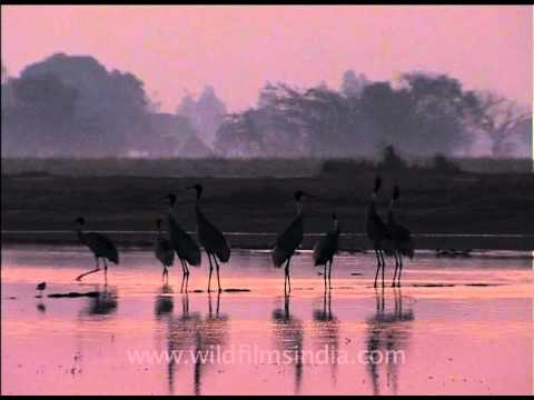 Flock of Sarus Cranes