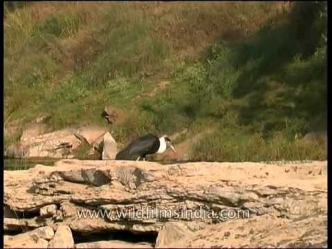 Woolly-necked Stork on Ken River