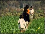 Mustard fields in Awagarh in Uttar Pradesh, North India