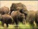 Impressive horde of Indian elephants!