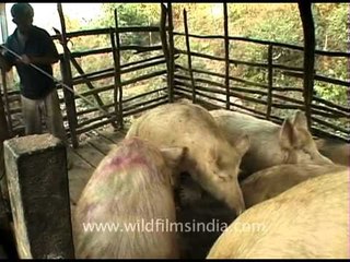 Butcher grins and sharpens his knife before the slaughter