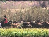 A goatherd with his herd of goats in Awagarh
