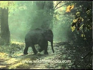 Baby elephant walk!