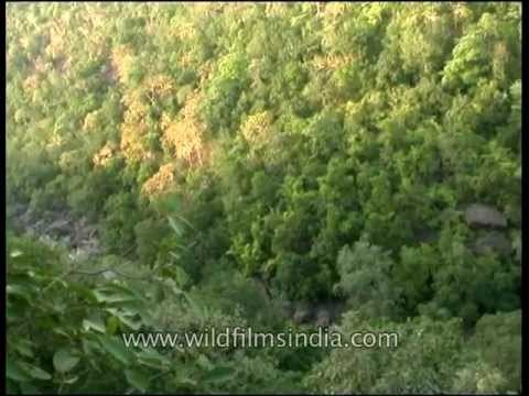 Dhundwa falls in Panna National Park
