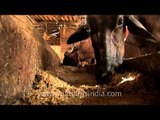 Cows at dairy farm in India