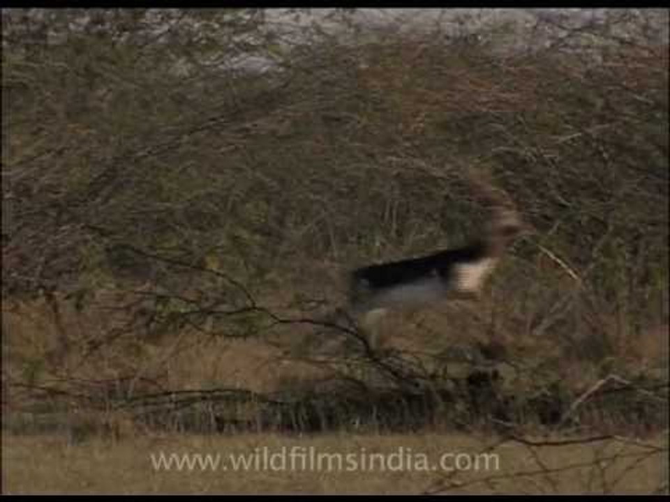 Blackbuck gallops in Haryana grassland with keekar