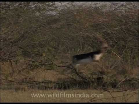 Blackbuck gallops in Haryana grassland with keekar