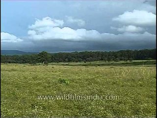 Vast grasslands of Kanha and central India