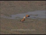 Pair of Brahminy Ducks scooping up molluscs in shallow water