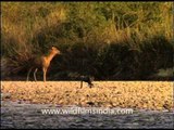 Indian Wild Boar, Sambhar and other wild animals in Corbett