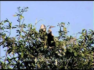Snakebird or Darter in the wild