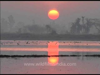 Flock of birds at Sunrise