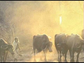 Herd of Buffaloes in Gir, Gujarat