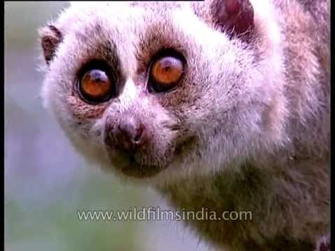 Slow Loris in Kaziranga National park, Assam