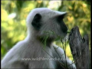 Langur in Panna National Park munching on leaves